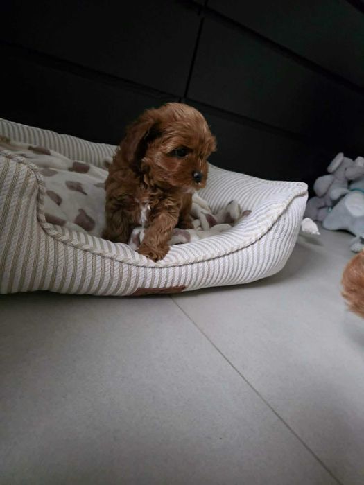 Cavapoo Chłopczyk