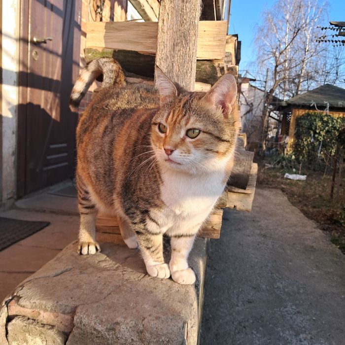 Триколірна кішечка