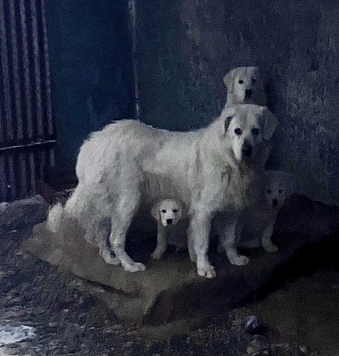 Чудові цуценята, породи Угорський кувас !!!