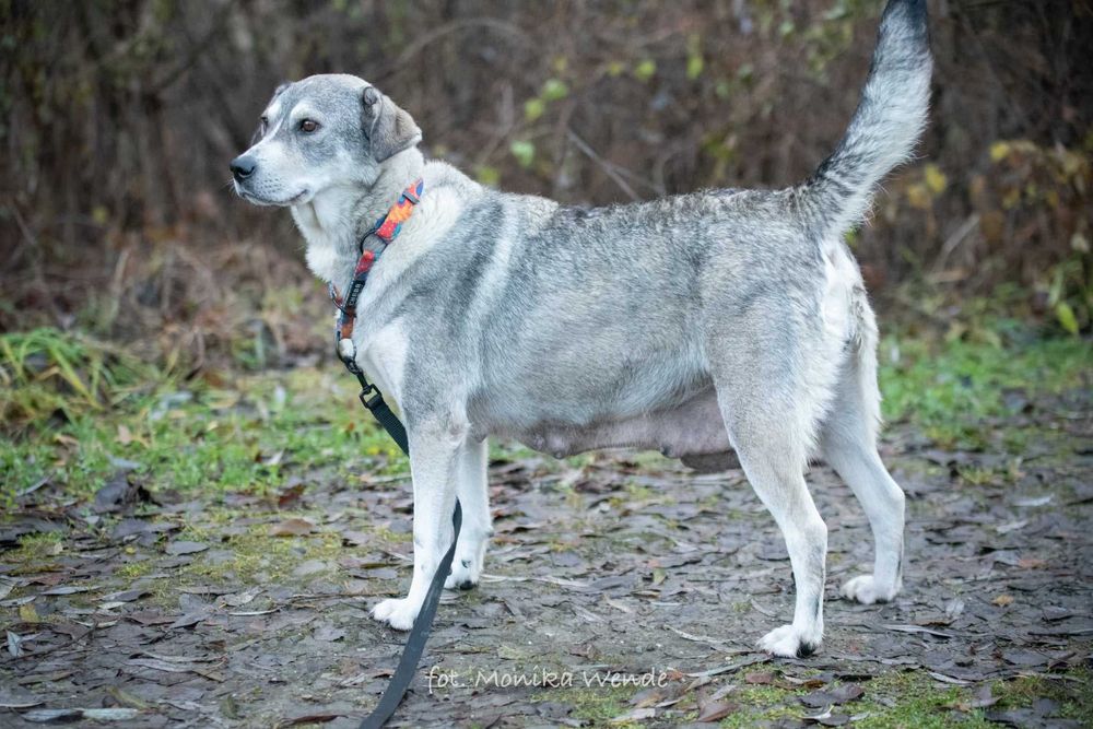 Alpejka – kochająca psia przyjaciółka szuka swojego domu