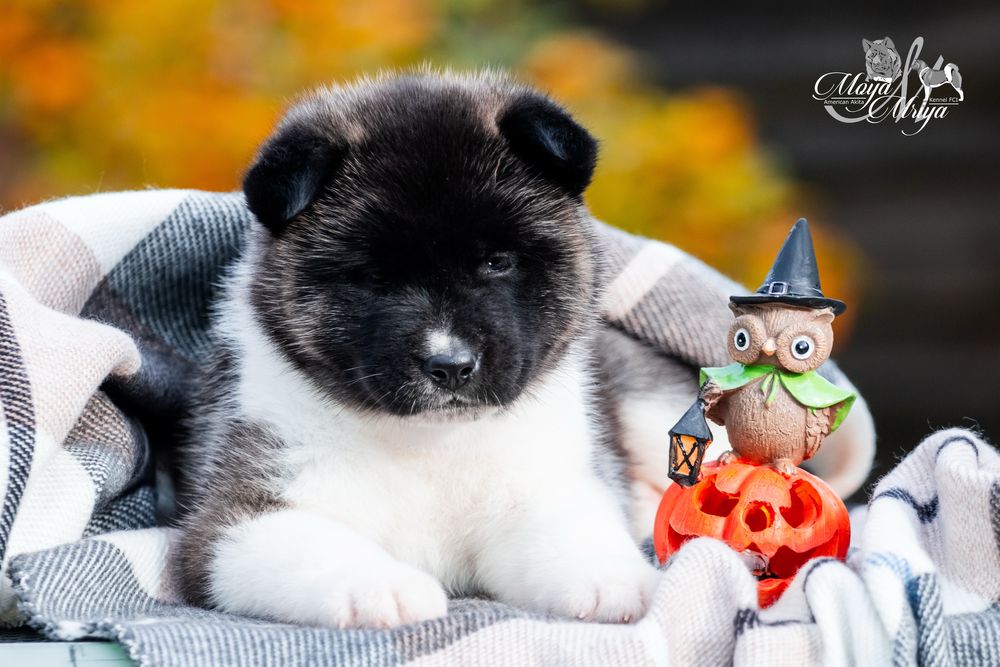 Американска акіта / американская акита / american akita