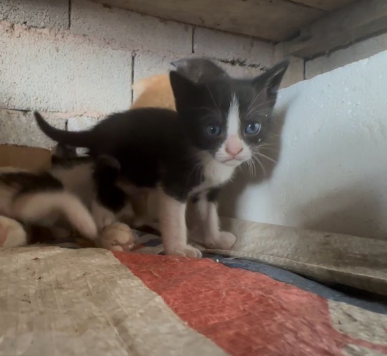 Gatinhos para Adoção