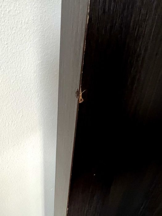 Stolik Ława Black Red White BRW Doors w kolorze wenge 120x65x40cm