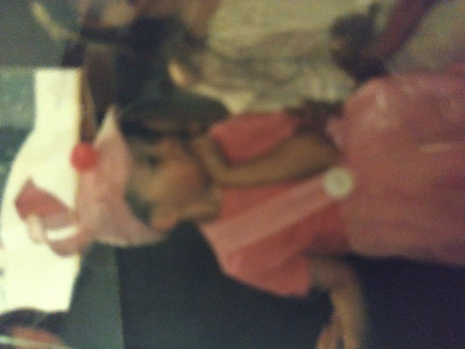 Прокат костюма поросенка Пятачка