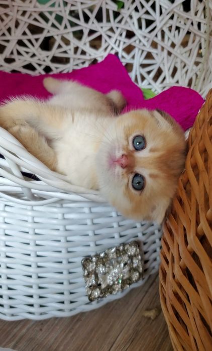 Ручные и ласковые котята золотая шиншилла