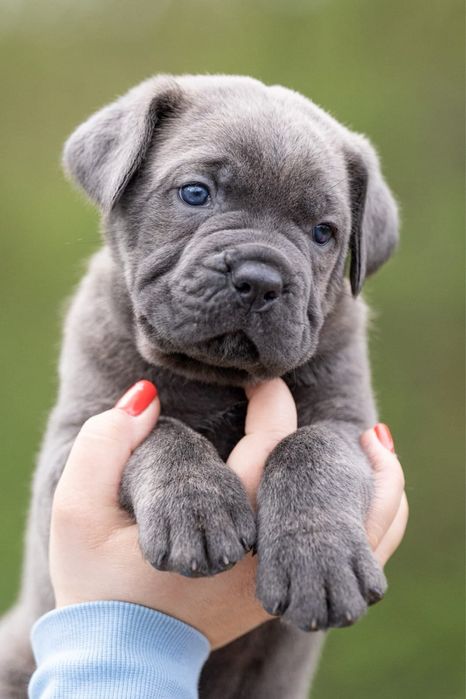 Пропонуємо до бронювання Кане Корсо