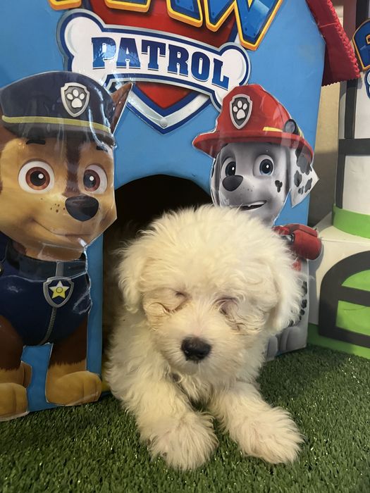 Bichon maltes super top femea olhos azuis