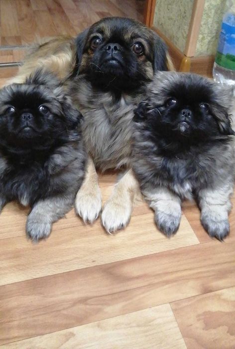 Продаж пікінесів