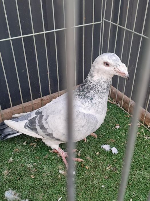 Gołębie staropolskie para