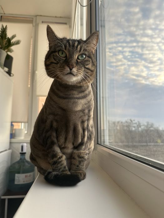 Грумінг котиків, стрижка котів, Ірпінь, тиха машинка