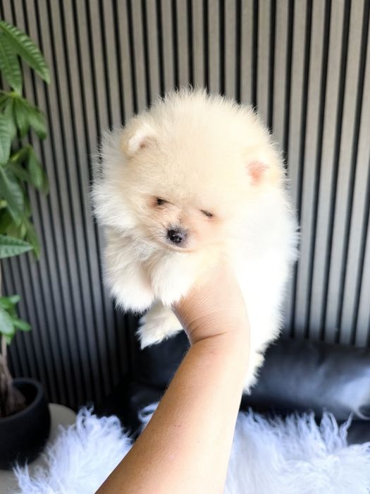 Spitz Anão/ Lulu da Pomerânia  Russo . Mini.. Lop e Afixo Pedigree.Lop