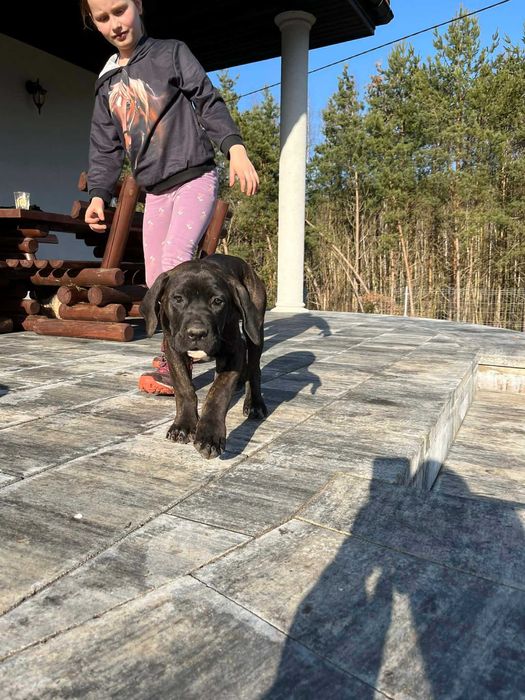 Cane Corso Italiano szczeniaczek