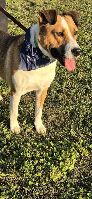 Piesek około 3 lata