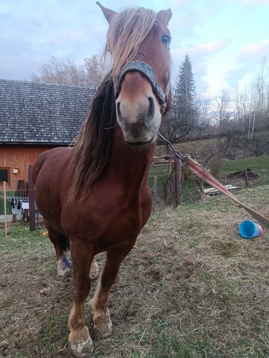 Продається кінь..
