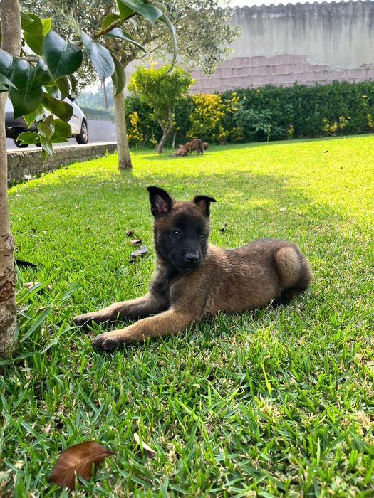 Cão Pastor Belga