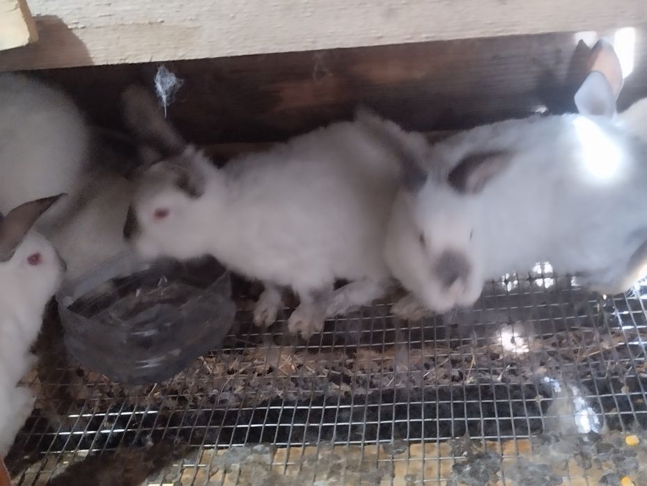 Кролики  різних вікових категорій