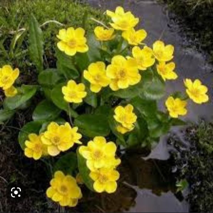 Ранние луковичные и другие цветочки