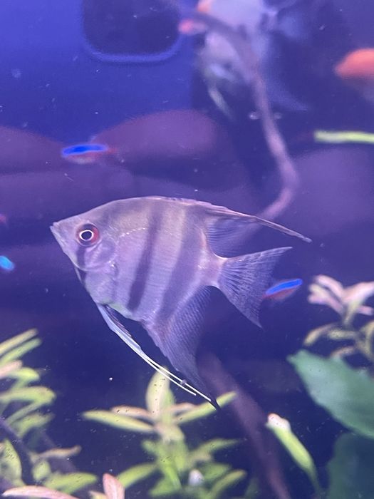 Escalares Zebra Pterophyllum scalare