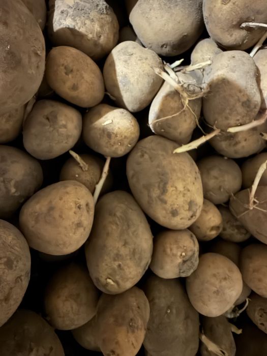 Картопля велика і середня