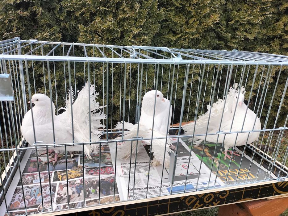 Pawiki Samce, Samice- białe