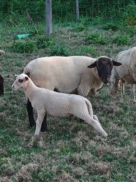 Suffolk cruzada fêmea