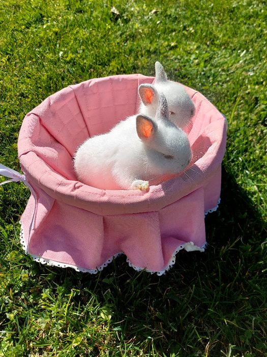 Coelhos anões bebés