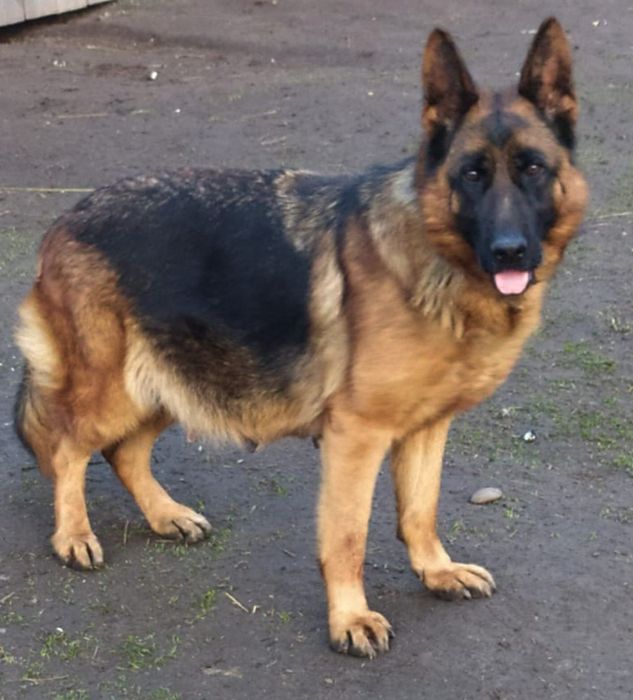 Продам цуценят німецької вівчарки