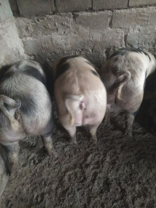 Свини живой вес  продам