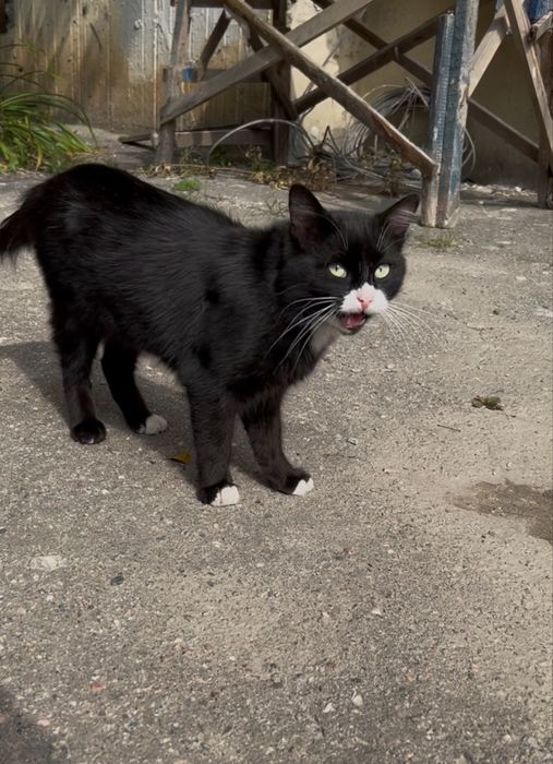 Кот котик Кіт Котята