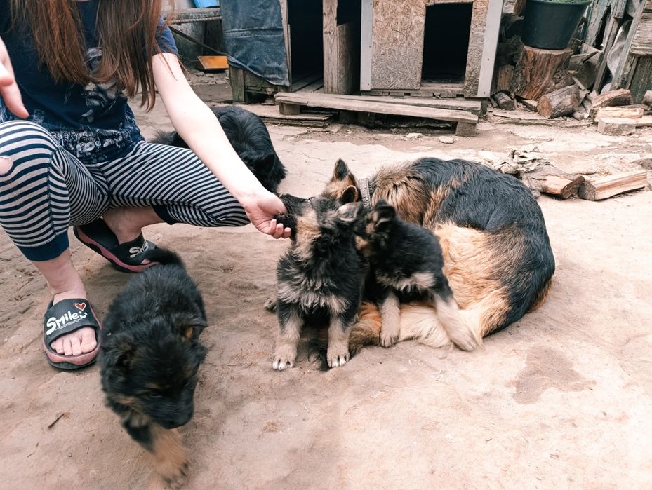 Щенкі німецької вівчарки