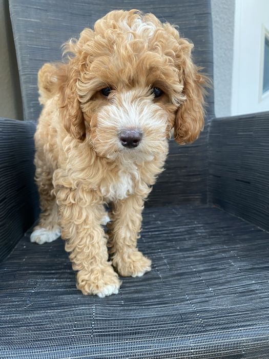 *Zarezerwowana* Milka Cavapoo F1B Pudel Miniaturowy & Cavapoo