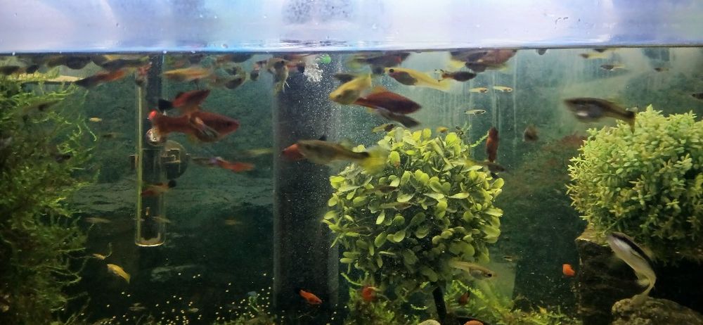 Sprzedam młode głupiki