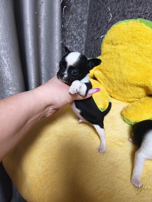 Кукольные мальчики чихуахуа