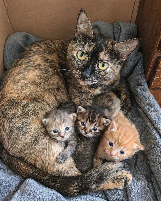 Отдам котят в хорошие руки