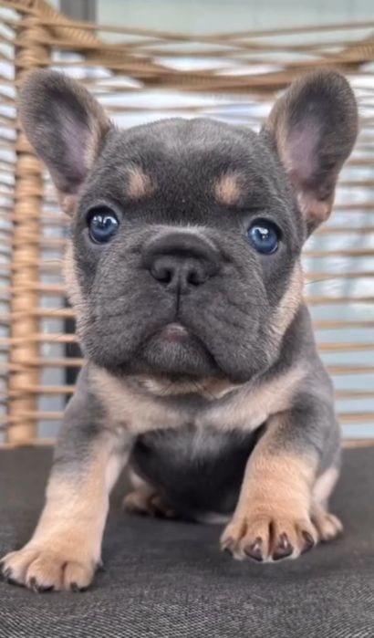 .французькА радість.блакитний хлопчик