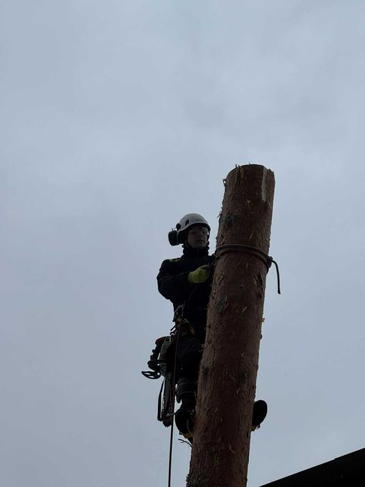 Wycinka drzew metodą alpinistyczną i tradycyjną.