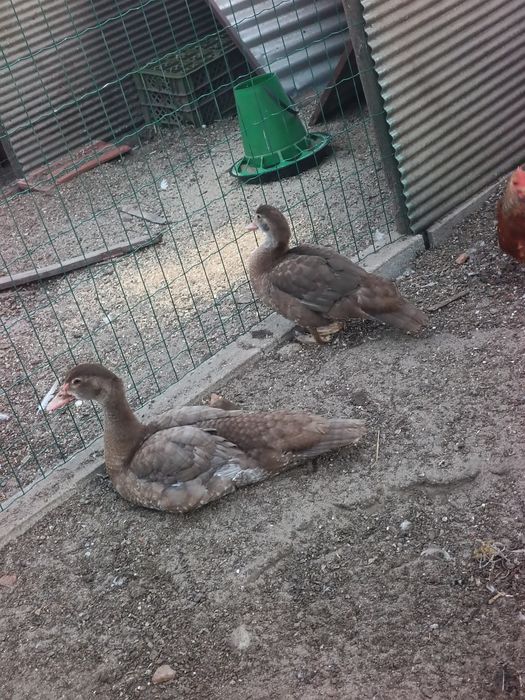 Patos Mudos Adultos