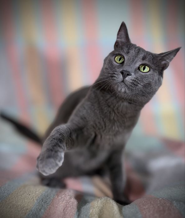 котик в добрі руки
