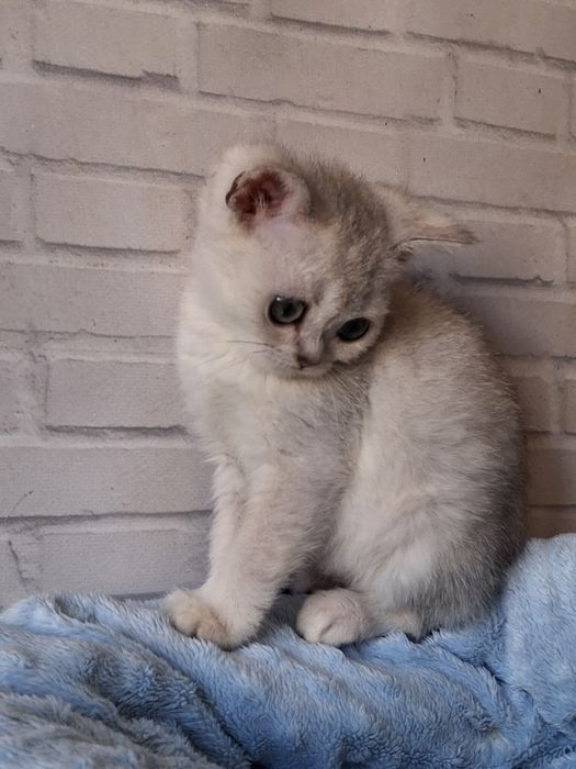 Чарівний хлопчик срібної шиншилм