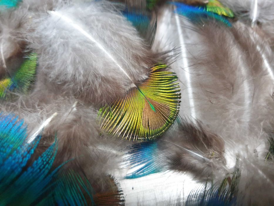 pawie pióra box piór