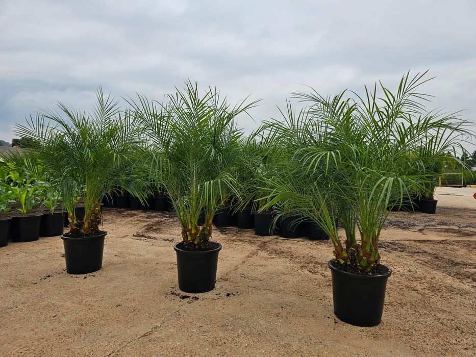 Rośliny egzotyczne.  Palma mrozoodporna.  Rostrata. Fortunei Filifera