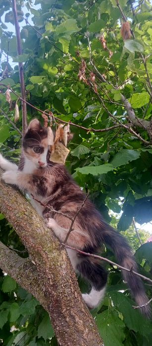 Віддам кицю у добрі руки