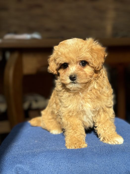 Карамельный мини мальчик мальтипу харьков