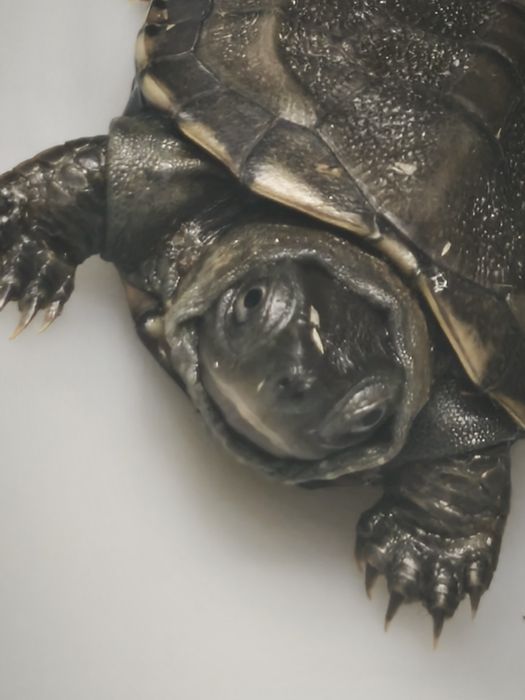 Żółw chiński (Mauremys reevesii) – łagodny, zdrowy, z dokumentami