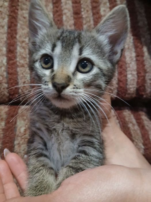 Віддам кошенят в добрі руки