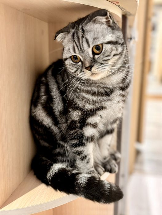 Відкрита бронь на малят від породистих батьків