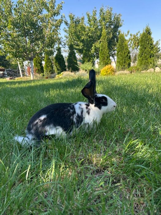 Кролики "Бабочка" и "Полтавской серебро"