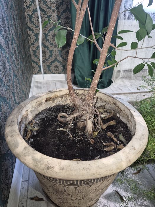 Фікус Бонсай Гінсенг