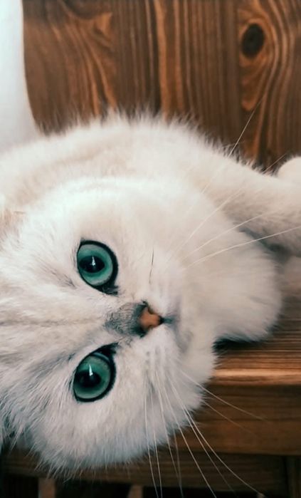 Котенята британської сріблястої шиншили.