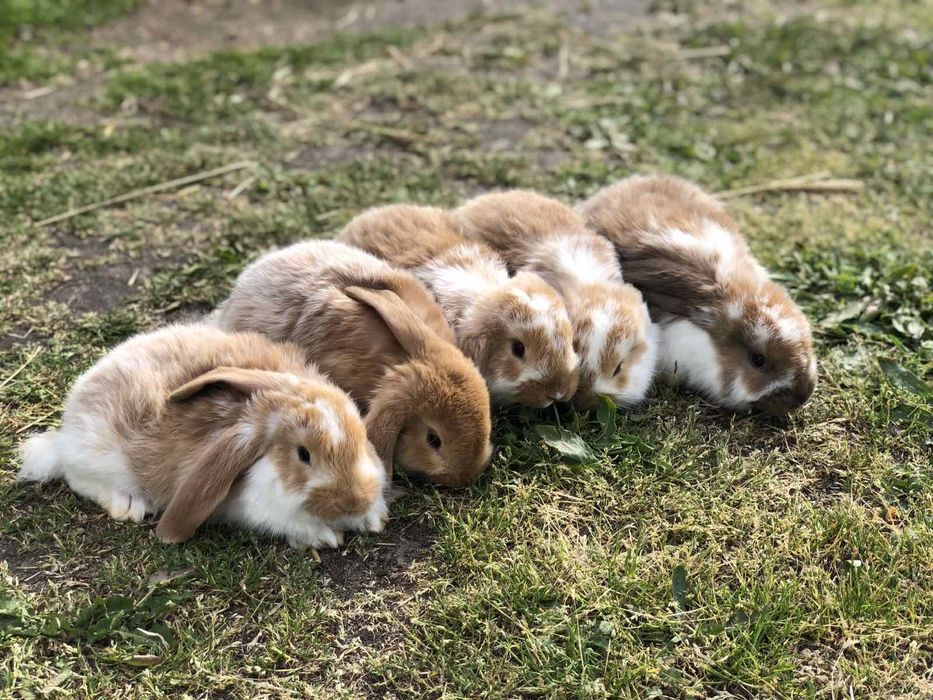 Кролі породи Французький Баран і Полтавське Срібло